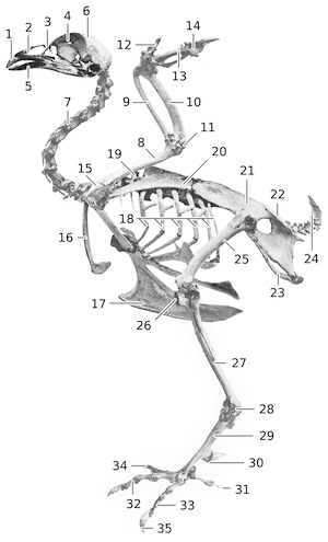 enumerated anatomical diagram of a chicken skeleton